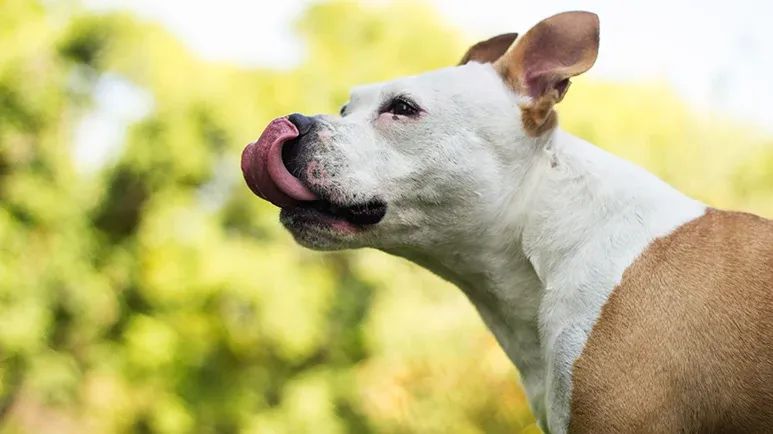 common signs of stress in dogs