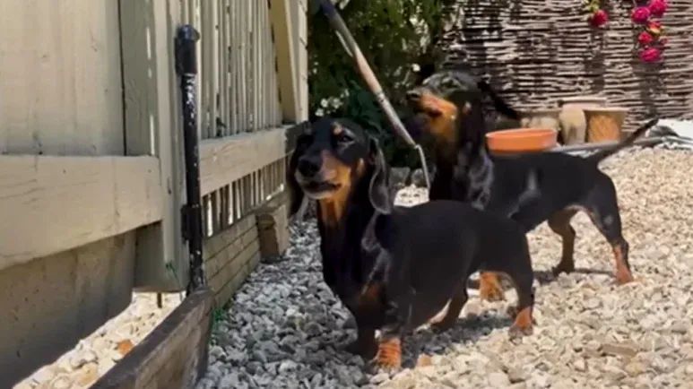 cute dachshunds keeping up with sizzle and pizza