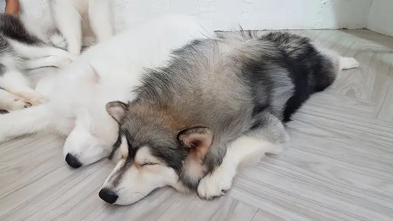 dog sleeping positions meaning