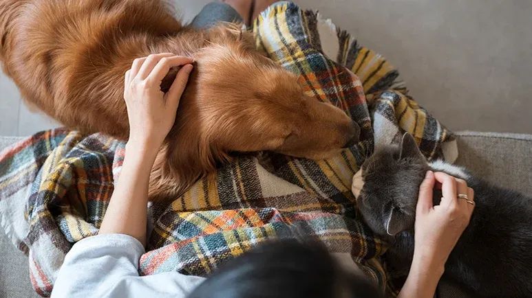 how to prepare for death of a pet