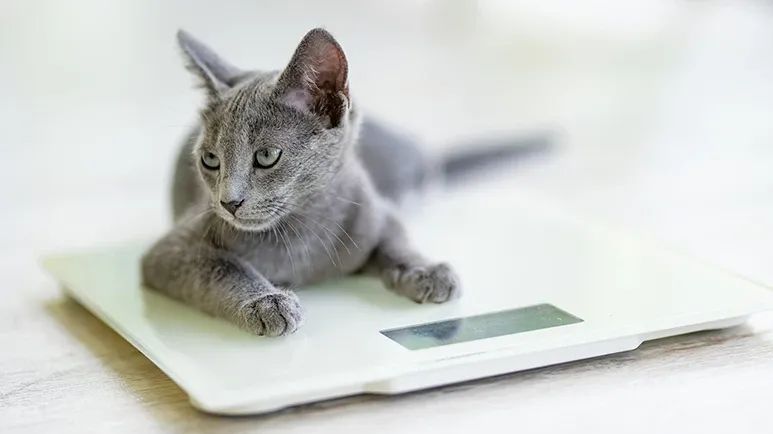 long lived cats
