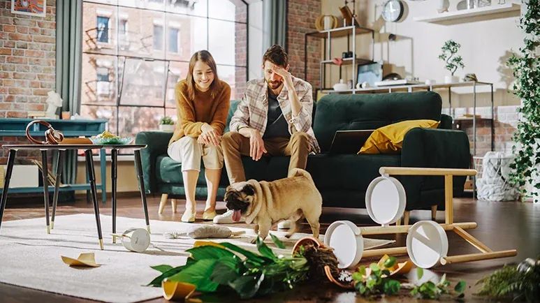 separation anxiety dogs