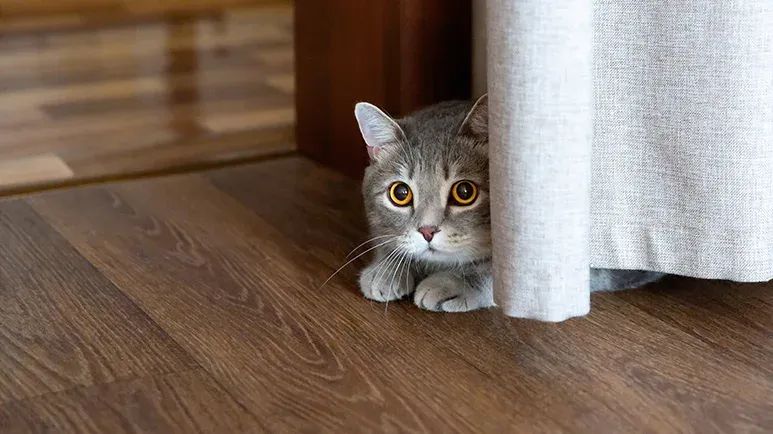 stress triggers for cats