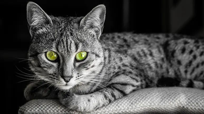 Egyptian Mau cat