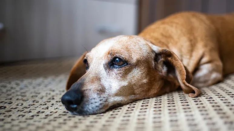 canine pancreatitis demystified