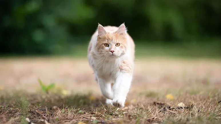 cats are only semi-domesticated