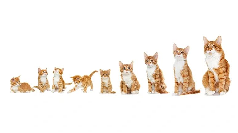 convert cats age into human years