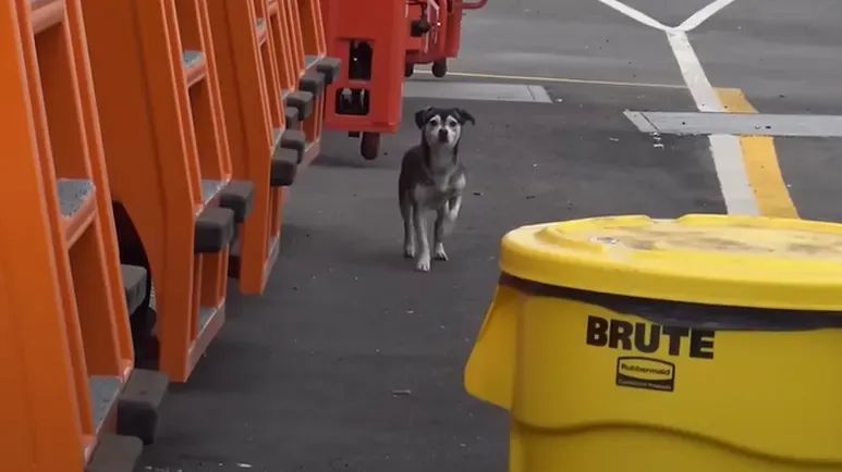 houdini dog looked so hopeful to finally be rescued