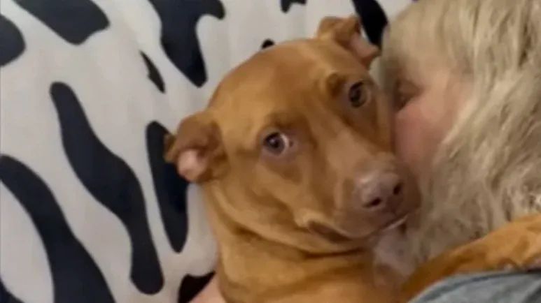 if you think dogs don't have empathy come meet bentley