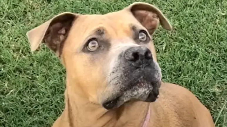 injured dog holds womans hand on the way to the vet