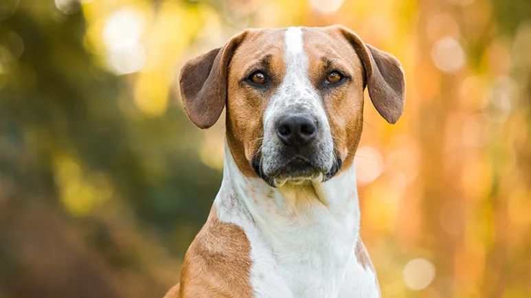 national mutt day pawsitively special celebration