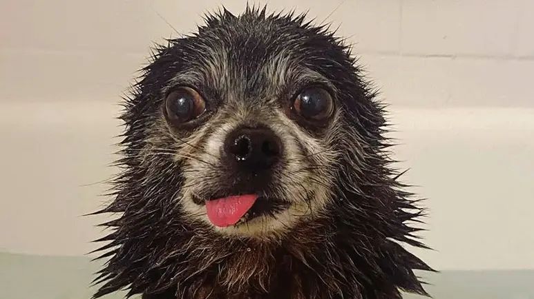 pomeranian pug mix