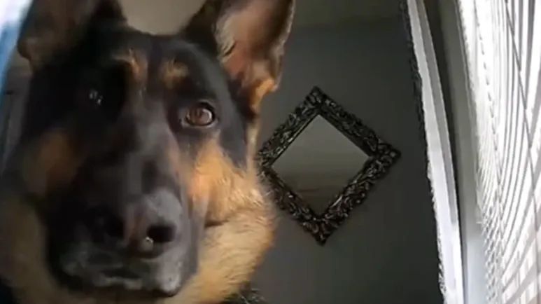security footage picks up hilarious footage of guard dog