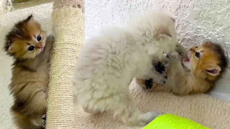 what frisky little kittens do all day