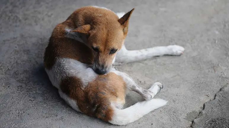 acral lick dermatitis in dogs