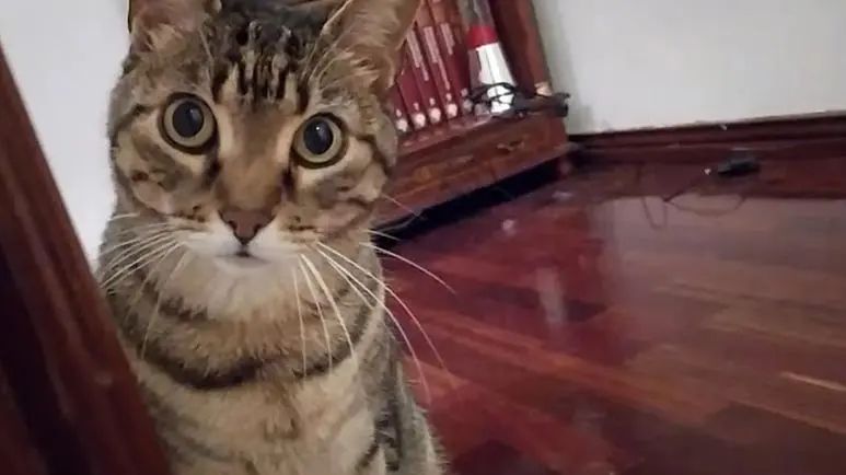 cats happy with his flippy fish toy mostly