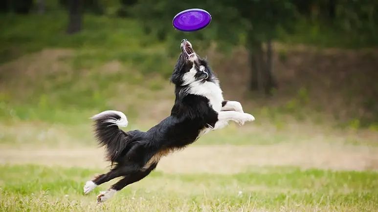 dog athletes stretching exercise
