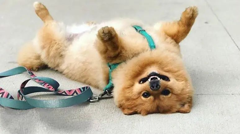 dog would play dead for hours until hearing the word treat