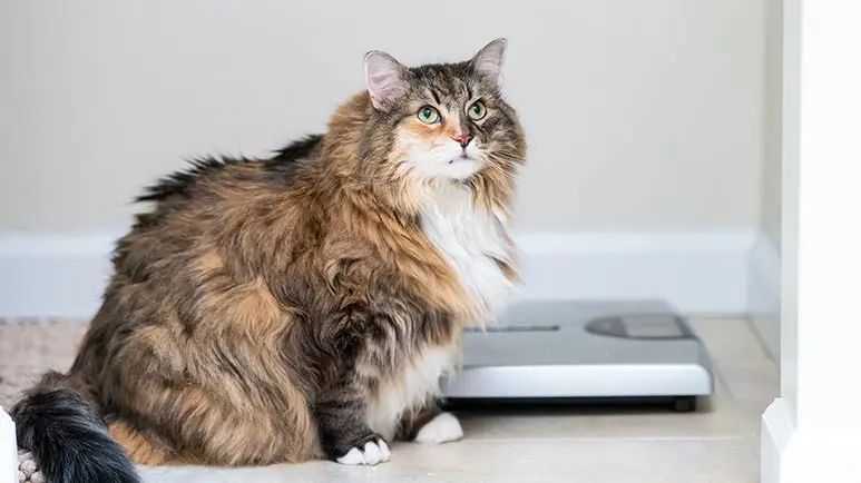 feline obesity