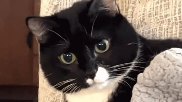 bobblehead cats are the sweetest