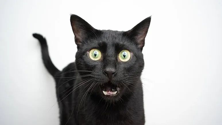 can cats lose their meow