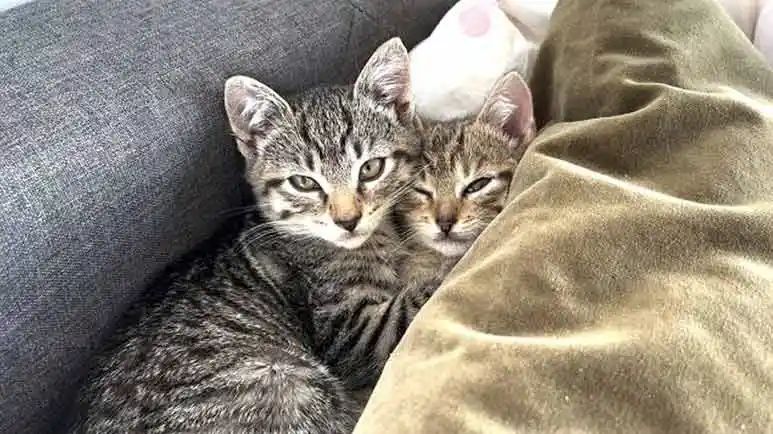 cat protects his brother while giving him a bath