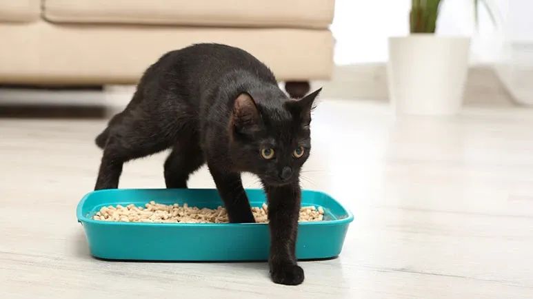 cats pee outside litterbox