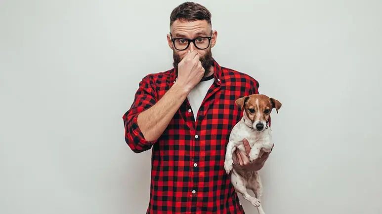 dog flatulence