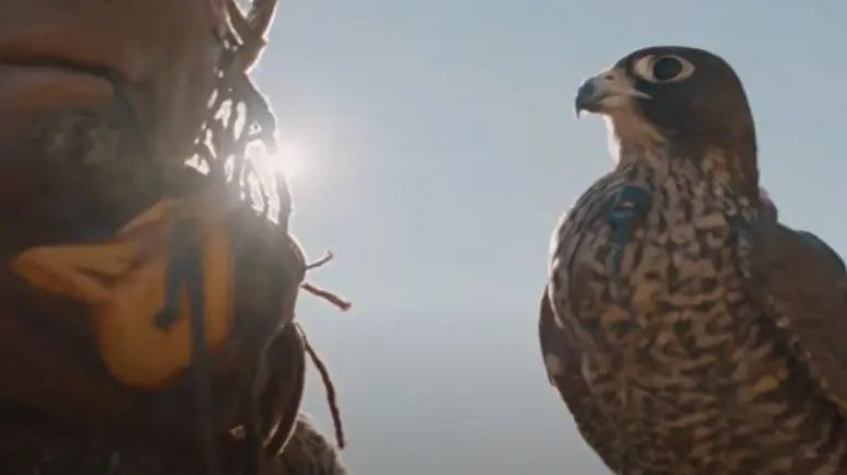 falconer shawn hayes why these raptors are thriving