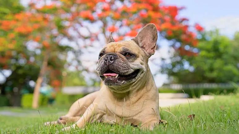 flat face dog breeds and health issues
