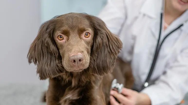 mitral valve repair procedure in dogs