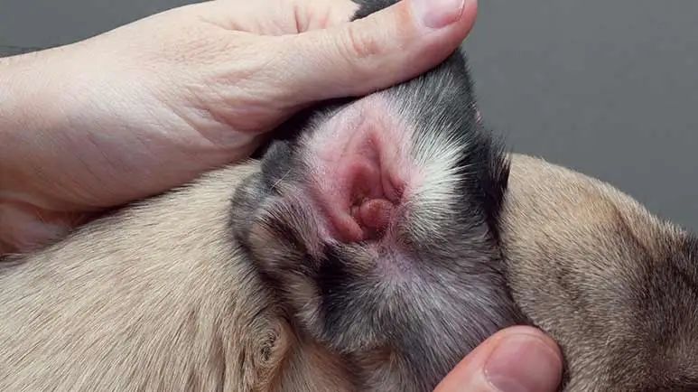 otitis externa dogs