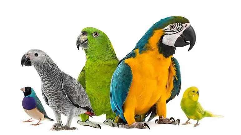 parrots lifespan