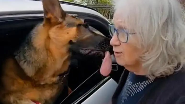 shepherd named pal never leaves grandmas side