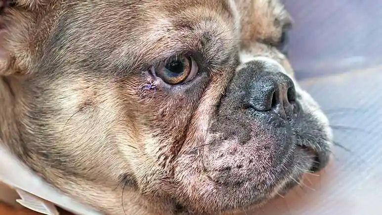 tilapia skin for canine eye injuries