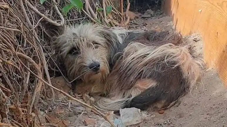 whole family fell in love with scruffy dog they named river