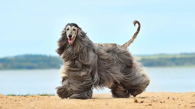 afghan hound