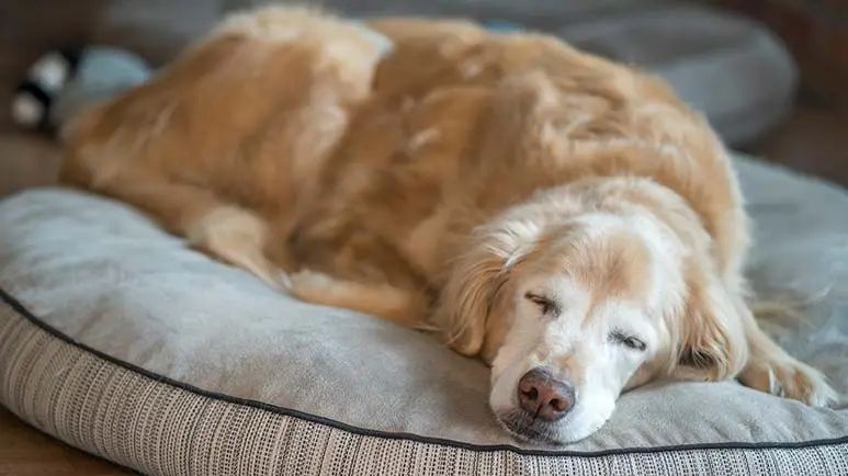 nighttime anxiety in geriatric dogs