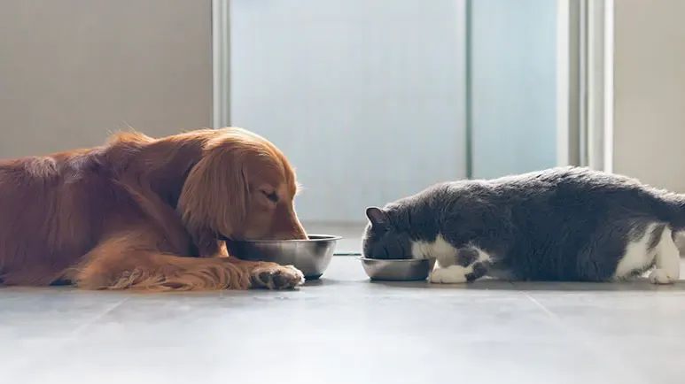 raw diet vs extruded diet