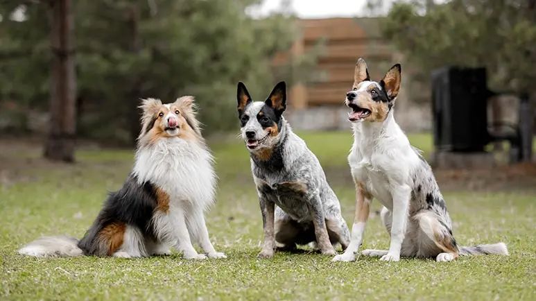 healthiest dog breeds