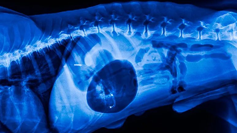 gastric dilatation volvulus dogs