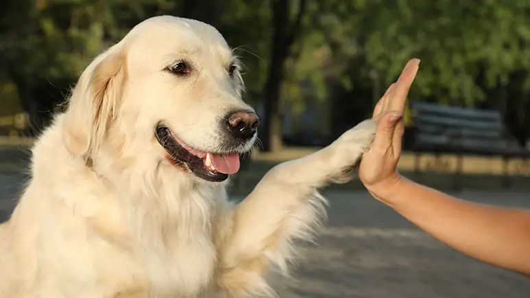 golden retriever facts