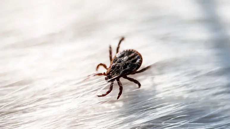 pets tick season