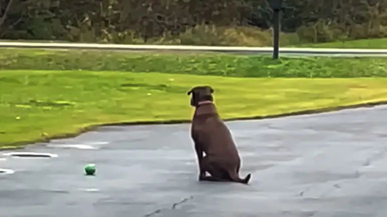 stray dog at a mine adopted by the mine inspector