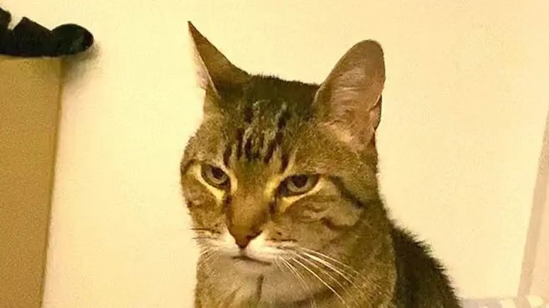 why this cat decided he adored his new bed