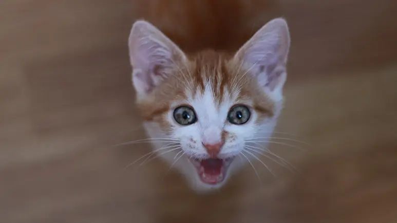 cat communication signals