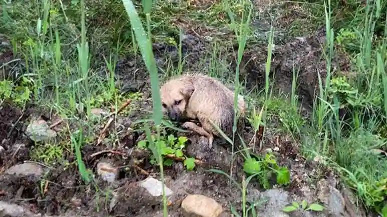 puppy rescue peanut finds a home