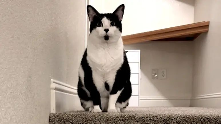 rescued kitten is her humans work from home police