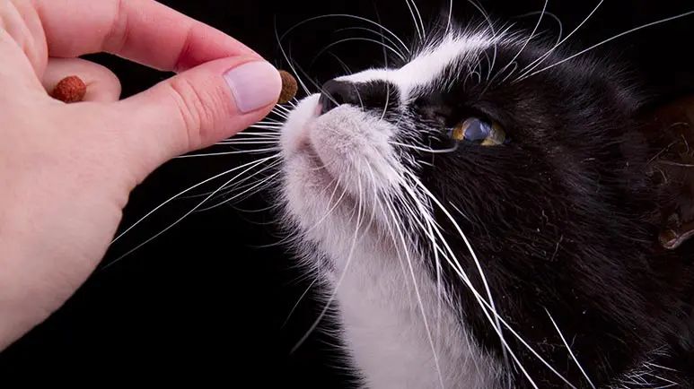 cats choose food they eat