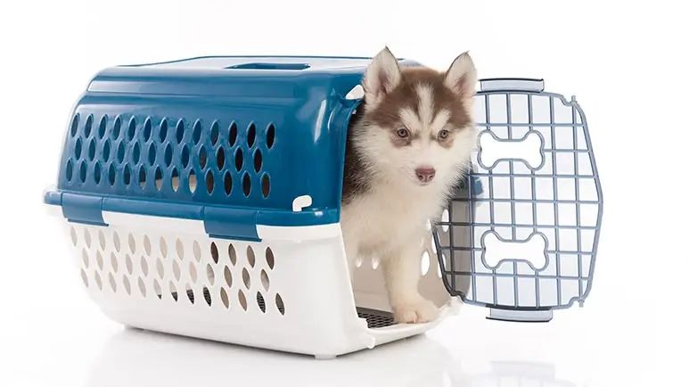 dog crate training